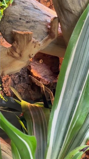 Peach Throat Monitor #reptiles #peachthroatmonitor #monitorlizard