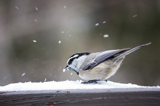 12 Winter Birds Myths and Facts: Do Birds Get Cold?