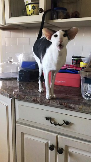 Adam Driver Cat: Honking Oriental Shorthair Compilation