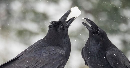 Animals Can Count and Use Zero. How Far Does Their Number Sense Go? | Quanta Magazine