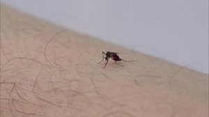 Consumer Reports Top-Rated Insect Repellents