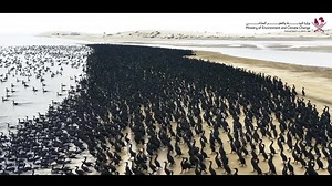1.4K views · 78 reactions | The Ministry of Environment and Climate Change has monitored large groups of the "Socotra Cormorant", which is known locally as the "Luh", in the Khor Al Adaid area. These birds breed on islands, including Al-Safiliya, Ras Rukn and Al-Aley, and build their nests from small twigs and dry seaweed, and fish are their main source of food. | Gulf-Times | Facebook