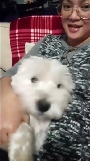 scruffy....my little baby #puppy #cutepuppy #views