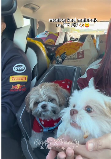 Homemade Biscuits for Dogs and Cats: Treat Your Pets!