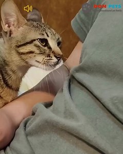 2.3M views · 124K reactions | The Most Affectionate Cat in the World Cuddles His Owner | Don Pets | Facebook