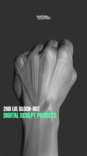 Watch the digital sculpting process of a 2nd lvl block-out of a closed fist. The focus is mainly on the dorsal side features of the hand since the palm is largely obscured in this hand position. https://anatomy4sculptors.com/ | Anatomy For Sculptors