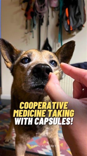Cooperative medication taking is so important, especially to refrain from having to forcibly pill a dog. I know I would hate doing that to Dave and Dave would hate having that done to him. We’ve worked on cooperative medication taking for a long time using empty gelatin capsules with Dave by having a bunch of a different flavoured and different textured foods including the empty gelatin capsule with some peanut butter on it and delivering them to Dave’s mouth one after another in a rhythmic fash