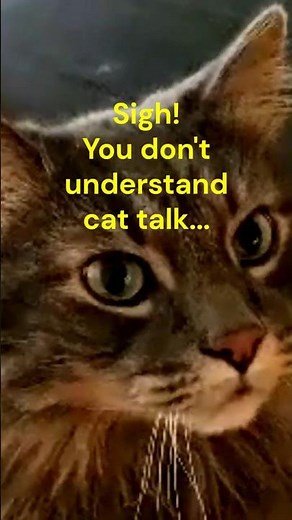 Treats or Head Scratches? I Don't Understand Cats!🐱