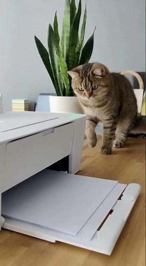 고양이 vs 프린터 전쟁 선포 Cat vs Printer 🖨️😹