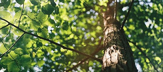 Responsible Commodities Facility - Sustainable Investment Management