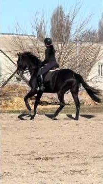 Investor 18 Ukrainian dressage gelding #horse #equestrian #dressage