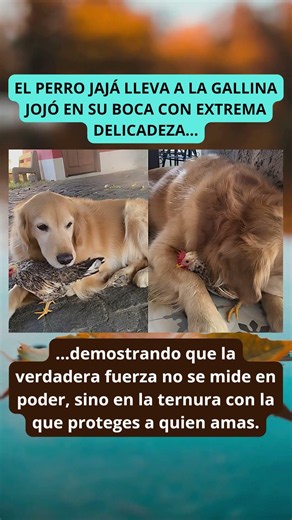 Perro Jajá y gallina Jojó una amistad increíble y llena de ternura!