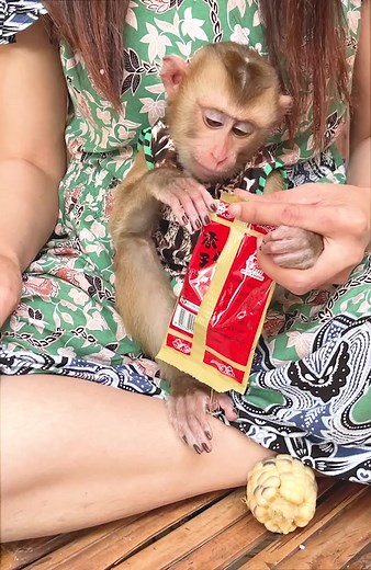 98K views · 477 reactions | Lovely Monkey Mary Daily Routine #Reel #animals #monkey #Viral | Marry Story | Facebook
