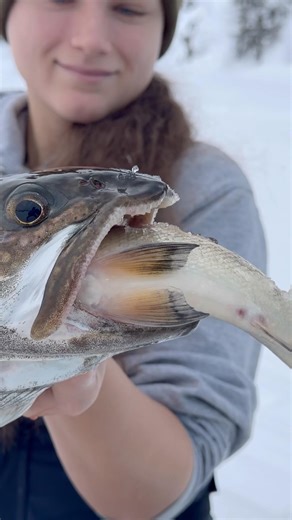 Pulled this laker up the hole with a Cisco still alive in its throat! He still ate my lure! 🎣 #fish