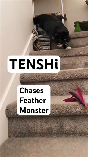 TENSHi gets friendly butt pat then scratches post and chases monster