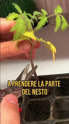 TOMATO GRAFTING 🍅 #grafting #tomatografting