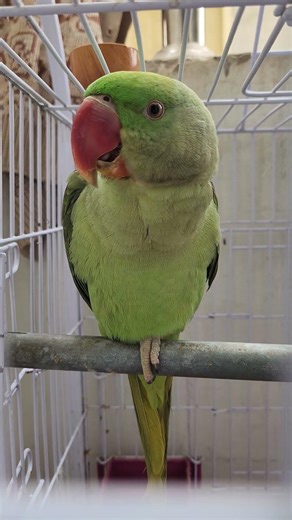 duniya ka sb sy pyra parrot Rocky 🦜 😅 #parrot #talkingparot #funny #comedy #ytshorts #shorts