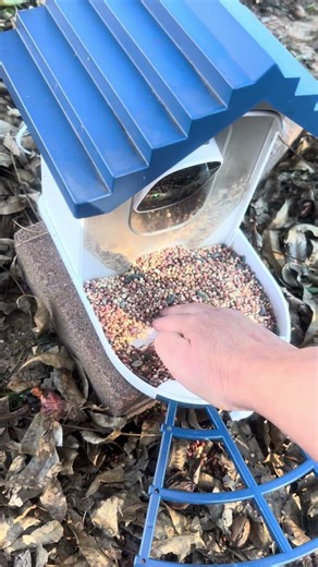 How do I attract the birds better? #birds #nature