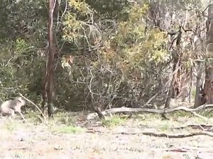 5 Myths About Koalas - Down Under Endeavours