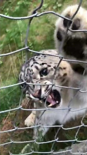 Angry Snow Leopard