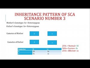 Inheritance Pattern of Sickle Cell Anemia; Part 2