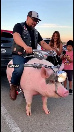 HARLEY PIG 3000cc 🐽 The Pork Rider 3.0🐖🏍️