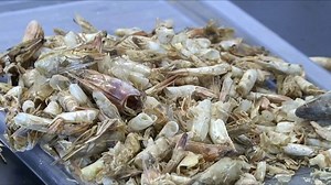 The next biodegradable plastic could come from our ocean floor. | Seeker by The Verge