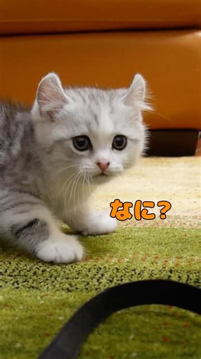 The older cat running away because he's scared of the toy is adorable.