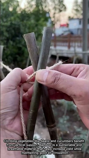 Building a Simple Bamboo Trellis for Climbing Vegetables in the Garden