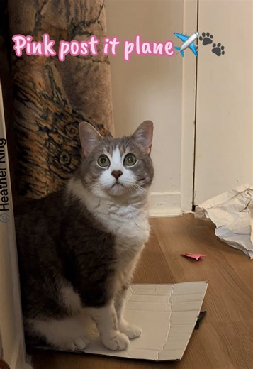 Is it just me or is it hard to believe my senior girl will be 14 in September? Truth be told she lives with many health conditions and dis medicated for quality of life, but she has a very good life. She has three favourite things besides me, her pink snake she had it since she was a baby, her big dill and she absolutely adores it when I make her Post-it note paper airplanes! #TrinityTheCat #PaperAirplaneHunter #PostIt #PaperAirplanes