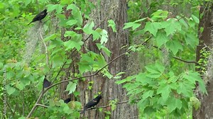 Flock of tricolored blackbirds (Agelaius tricolor) at the Honey Island Wetland. Louisiana, USA