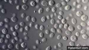 Yeast Saccharomyces Cerevisiae - DIC microscope 1000x on Make a GIF