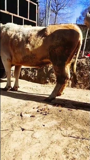 I paired this one at the beginning and I paired it again for the second nest869