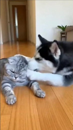 Baby Fold Saves Mom! Husky Panics After Trying to Smack the Scottish Fold 😭🐶🐱