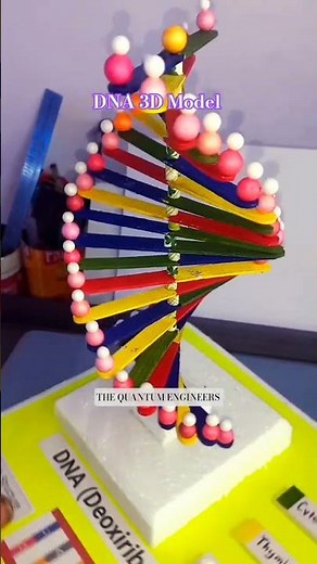 3D Model of DNA #dna #biologymodel #biology