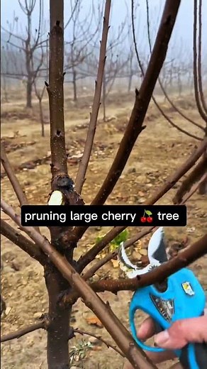 How to prune large cherry trees #satisfying #pruning #shorts