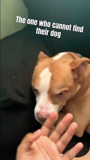 The person who cannot find their dog