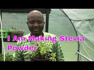Homemade Stevia Powder | Ways To Reduce Bitter Aftertaste