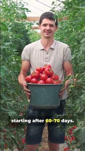Growing Tomatoes in Summer? Most People Get This Wrong