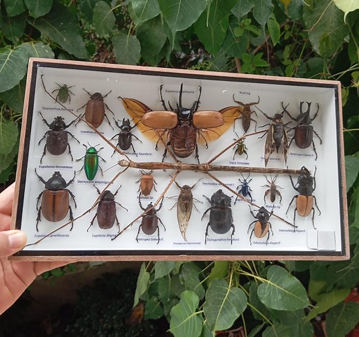 Framed Real Insect Collection Taxidermy Beetle Display, Entomology Specimen Wall Art - Etsy