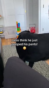 Clarence was accused of biting someone 😔 #dogsoftiktok #labsoftiktok #funnydog #dogtok #fyp | Labrador Retriever Lovers