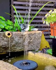 185 reactions · 25 shares |  Dia cansativo? Esta fonte irá contribuir para um ambiente de descontração em sua casa https://top.superzebra.pt/fountain/t3/v1/lp2?sp=7715i997  Sem pilhas, sem eletricidade, apenas com ENERGIA SOLAR.  Esta fonte irá reutilizar a água enquanto o sol brilhar. | Superzebra | Facebook