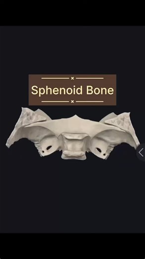 Anatomyunlocked06 on Instagram: "Sphenoid Bone #anatomy#medicalanatomy#learnanatomy#humananatomy#anatomystudymedicaleducationmedstudentmbbslifemedicalschoolcadavericmedicalillustrationanatomyvideosanatomyquizmedlifemedicalsciencemedicalstudentlife medicalknowledgehealthscience"