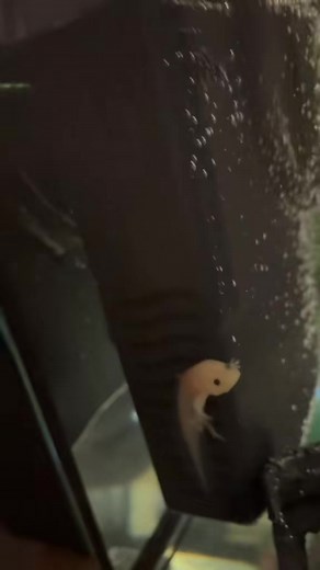 Hilarious Axolotl Moments That Will Make You Laugh