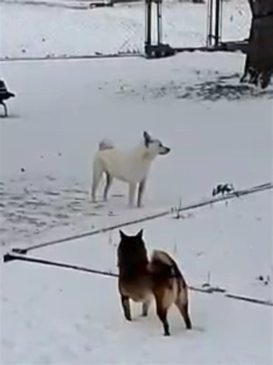 Derps in the snow | derpy