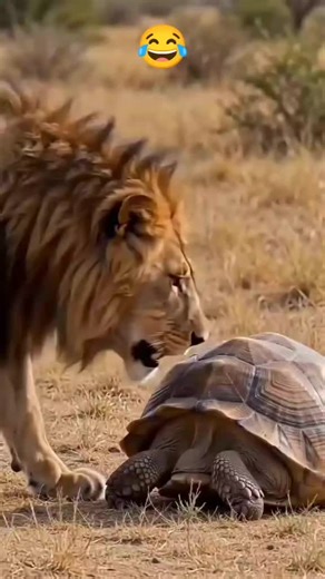 Unfreeze Your TikTok Account in Simple Steps