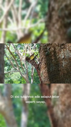 Flying Dragon Lizard – Kadal yang Bisa Melayang