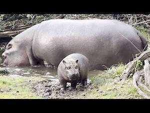 Baby Hippo’s Fun Swim Adventure! (Zoo Basel)