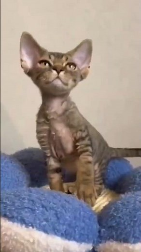 Daily Adventures of a Devon Rex Kitten 🐾 #cat #curlycat #kitten #catlover