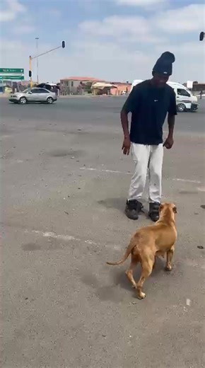 Coco the Pit Bull Crosses Busy Intersection